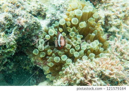 Clown anemonefish 121579164