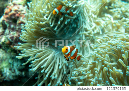 小丑anemonefish 小丑anemonefish 121579165
