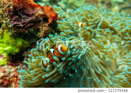 Clown anemonefish 121579166