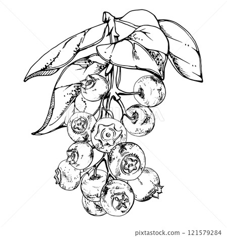 Blueberry blackberry with plant leaves on branch, hand drawn in ink vector, ripe forest berry cluster group. Isolated botanical illustration, for restaurant, dessert cafe menu, wedding, farmers market Blueberry blackberry with plant leaves on branch, hand drawn in ink vector, ripe forest berry cluster group. Isolated botanical illustration, for restaurant, dessert cafe menu, wedding, farmers market 121579284