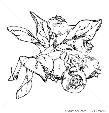 Blueberry blackberry cluster group with plant leaves on branch, hand drawn in ink vector, ripe forest berry. Isolated botanical illustration, for restaurant, dessert cafe menu, wedding, farmers market 121579285