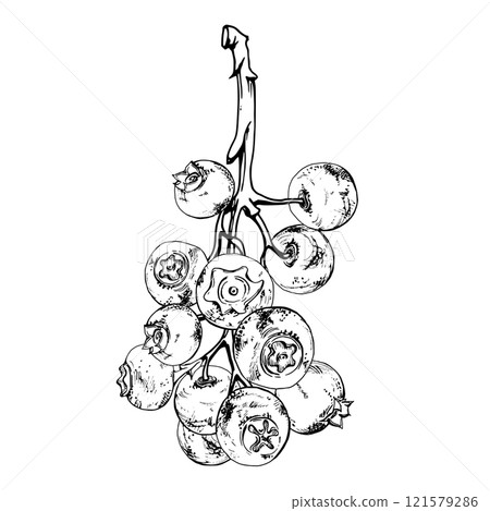 Blueberry blackberry cluster bunch on branches, hand drawn in ink vector, ripe forest berry. Isolated botanical illustration. Restaurant, dessert cafe menu, farmers market, decoupage, scrapbooking. Blueberry blackberry cluster bunch on branches, hand drawn in ink vector, ripe forest berry. Isolated botanical illustration. Restaurant, dessert cafe menu, farmers market, decoupage, scrapbooking. 121579286