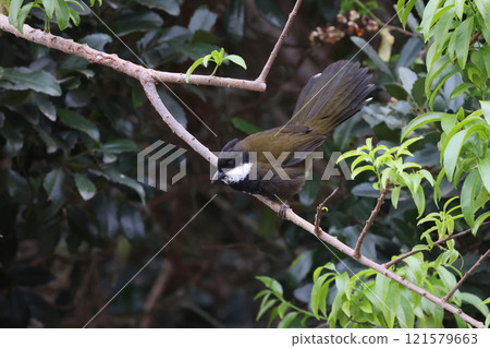 A wary black-and-white flycatcher perched on a branch, peering around. 121579663