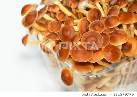 菇（平菇） 121579779