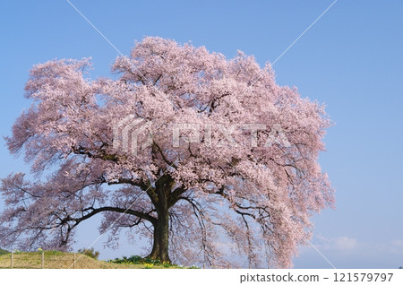 Cherry blossoms on a mound in full bloom 121579797