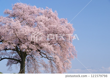 Cherry blossoms on a mound in full bloom Cherry blossoms on a mound in full bloom 121579798