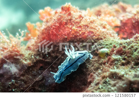 Misole Umizushi 121580157