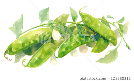 新鮮的荷蘭豆畫水彩 新鮮的荷蘭豆畫水彩 121580311