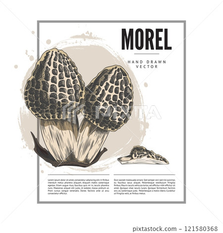 Morel mushrooms bunch color hand drawn vector label design, forest fungus with spongy cap, natural food, Morchella fungi 121580368