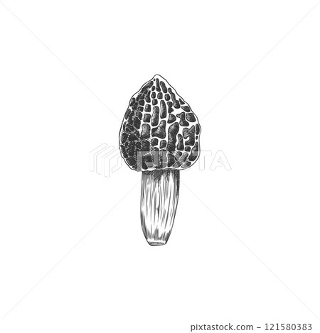 Hand drawn black and white sketch of morel mushroom in vector format. Hand drawn black and white sketch of morel mushroom in vector format. 121580383