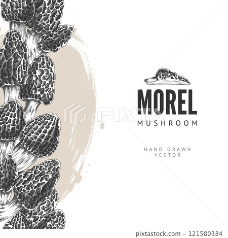 Morel mushrooms engraved hand drawn vector border design, forest fungus with spongy cap, natural vegan food Morchella Morel mushrooms engraved hand drawn vector border design, forest fungus with spongy cap, natural vegan food Morchella 121580384