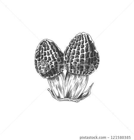 Hand drawn black and white illustration of a morel mushroom outline sketch. Hand drawn black and white illustration of a morel mushroom outline sketch. 121580385