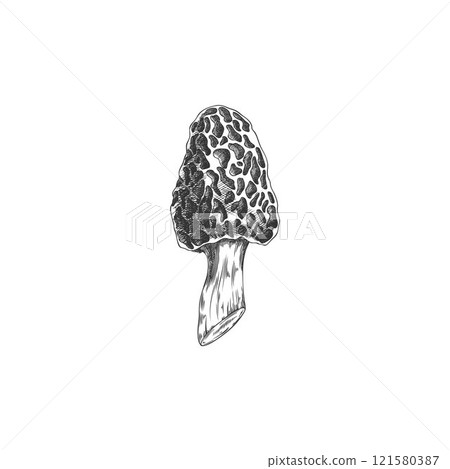 Vector illustration of a black and white sketch of a morel mushroom, hand drawn. 121580387