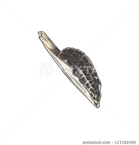 Vector illustration of a slice of morel mushroom cut in half. 121580390