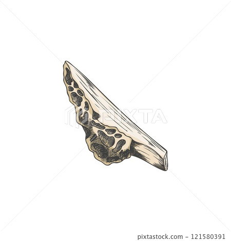 Vector illustration of a hand-drawn grunge style morel mushroom slice. 121580391