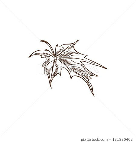 Botanical vector element of maple leaf in black and white grunge style. 121580402