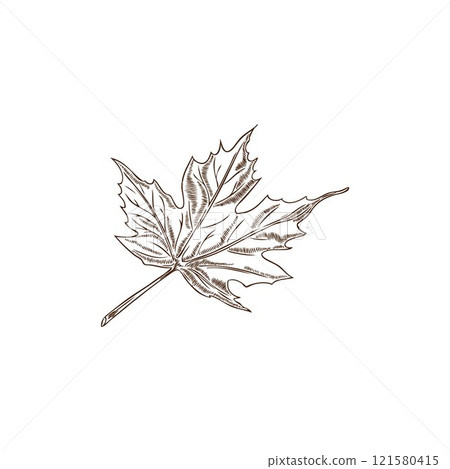 Vector illustration of a hand-drawn outline maple leaf. Floristry. 121580415