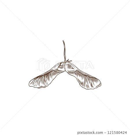 Vector illustration of maple seed sketch in black and white grunge style. 121580424