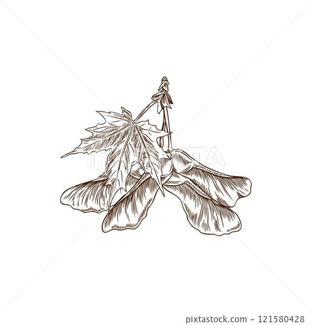 Vector illustration with the image of a contour sketch of maple leaves and seeds. 121580428