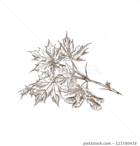 Vector illustration of a maple branch outline sketch with leaves and seeds. 121580438