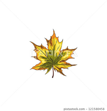 Vector illustration of hand drawn autumn maple leaf in color. 121580458