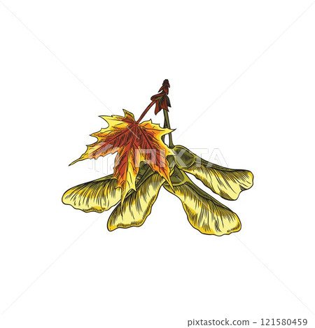 Vector illustration with hand-drawn maple leaf and seeds. 121580459