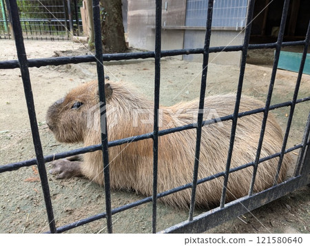 水豚，動物園裡受歡迎的動物 121580640