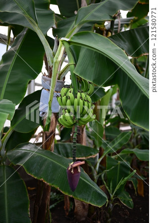 Banana grow on banana tree Banana grow on banana tree 121580771