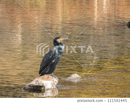 Cormorant standing on a rock, Kamo River, Kyoto 121581445