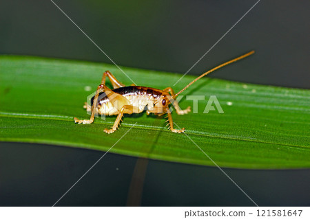 Nippancistroger testaceus (male) 121581647