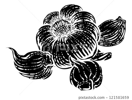 Garlic Vegetable Vintage Woodcut Illustration 121581659