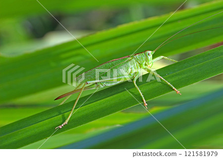 Tettigonia orientalis (♀) Tettigonia orientalis (♀) 121581979