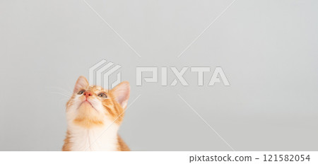 Ginger tabby little kitten on a grey background looks up. Animal portrait. Pet. Sitting posing. Beautiful funny kitten. Copy space 121582054