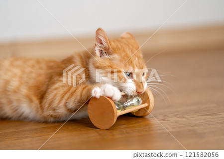 Ginger domestic kitten playing with hourglass. Planning the day, routine and waking up. The concept of morning, awakening. Patience and the transience of youth. Ginger domestic kitten playing with hourglass. Planning the day, routine and waking up. The concept of morning, awakening. Patience and the transience of youth. 121582056