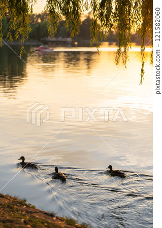 Mallard or wild ducks Anas platyrhynchos female in a local lake. Beautiful waterfowl. Summer sunset 121582060