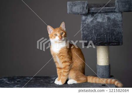Ginger domestic playful cat sitting on cat tower. Pet house, tree with scratching posts. 121582084
