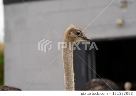 Funny ostrich in the zoo, close-up portrait. Nature and animals. selective focus Funny ostrich in the zoo, close-up portrait. Nature and animals. selective focus 121582098