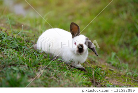 White cute rabbit sitting on the grass. Young adorable bunny playing in garden outdoor. White cute rabbit sitting on the grass. Young adorable bunny playing in garden outdoor. 121582099