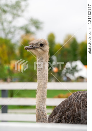 Funny ostrich in the zoo, close-up portrait. Nature and animals. vertically photo Funny ostrich in the zoo, close-up portrait. Nature and animals. vertically photo 121582137