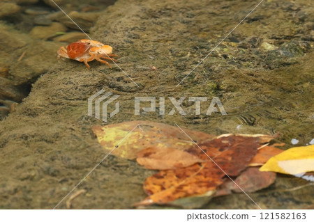 Underwater crab 121582163