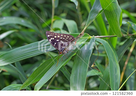 莎莎琪亞 莎莎琪亞 121582360