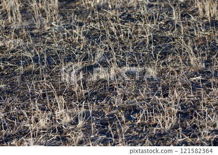 冬季稻田表面 冬季稻田表面 121582364