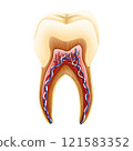 Structure of tooth illustration by hand drawn. 121583352
