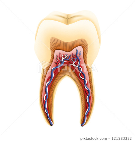 Structure of tooth illustration by hand drawn. Structure of tooth illustration by hand drawn. 121583352