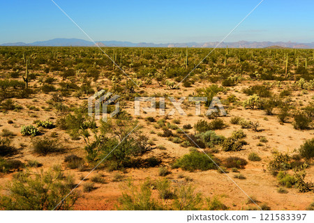 Central Sonora Desert Arizona 121583397