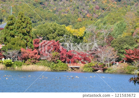 Autumn in Kitasaga 121583672