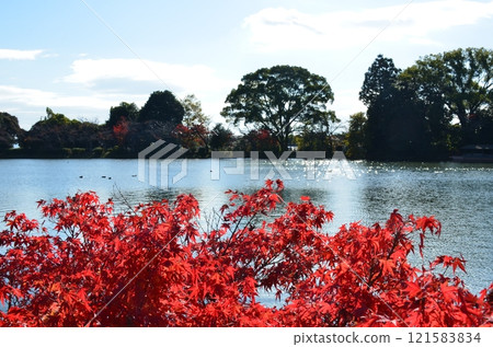 Autumn in Kitasaga 121583834