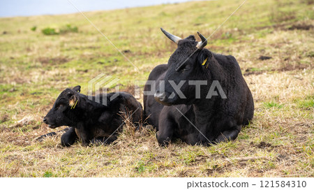 Hachijo Fuji Fureai Ranch 121584310