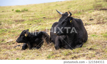 八丈富士親緣牧場 121584311