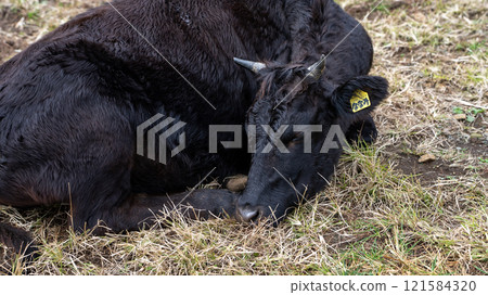 八丈富士親緣牧場 八丈富士親緣牧場 121584320